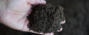 Nawozy naturalne - rodzaje, zalety