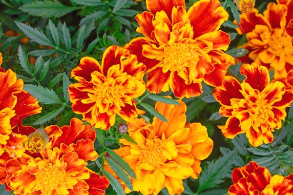 Aksamitka rozpierzchła