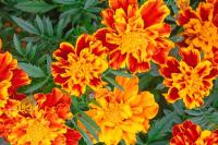 Aksamitka rozpierzchła