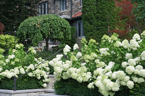 Biały ogród - kwitnące na biało krzewy ogrodowe