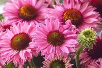 Echinacea purpurowa
