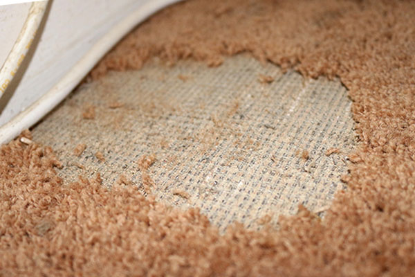 Jak pozbyć się moli?