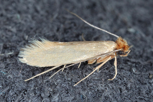 Jak wyglądają mole ubraniowe?