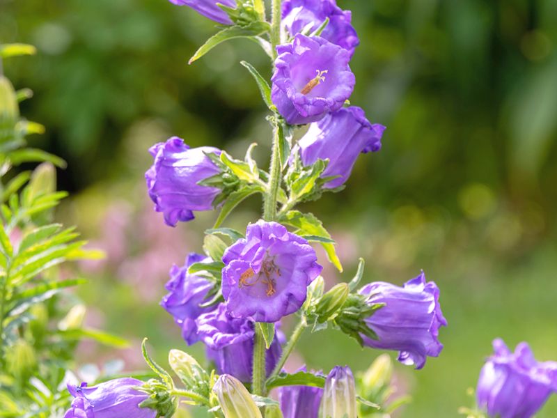 Kampanula ogrodowa
