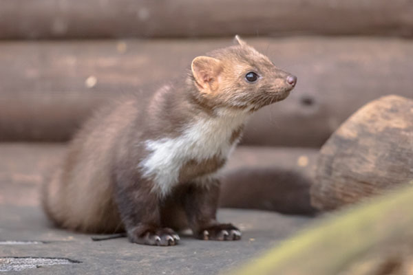 Kuna na posesji człowieka