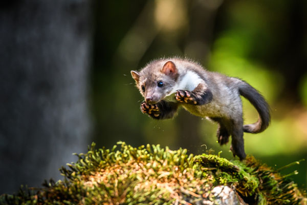 Kuna domowa podczas polowania