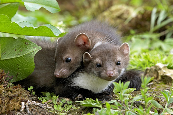 Kuna domowa z potomstwem