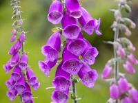 Naparstnica purpurowa