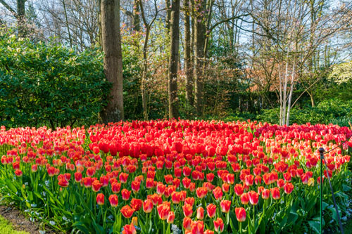 Ogród w czerwieni - tulipany