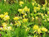 Pierwiosnek lekarski