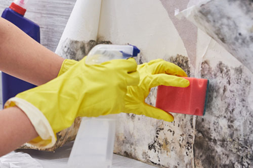 Pleśń na ścianie w domu