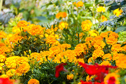 Rośliny fitosanitarne