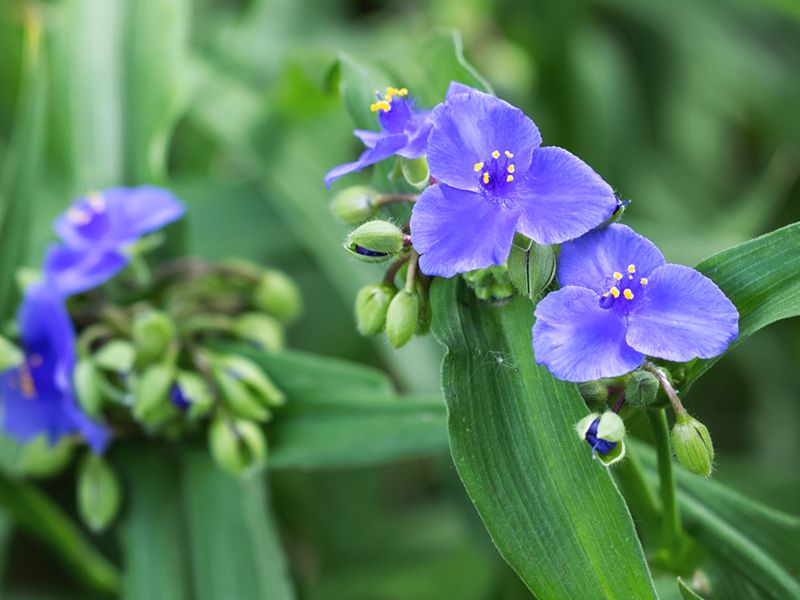 Trzykrotka wirginijska