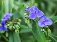 Trzykrotka wirginijska