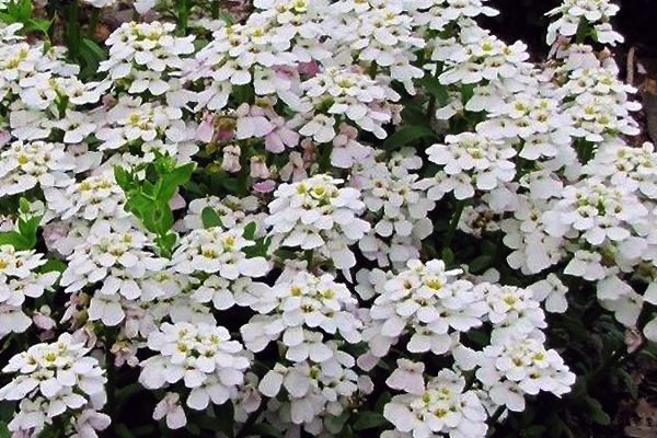 Ubiorek wieczniezielony