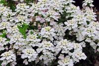 Ubiorek wieczniezielony