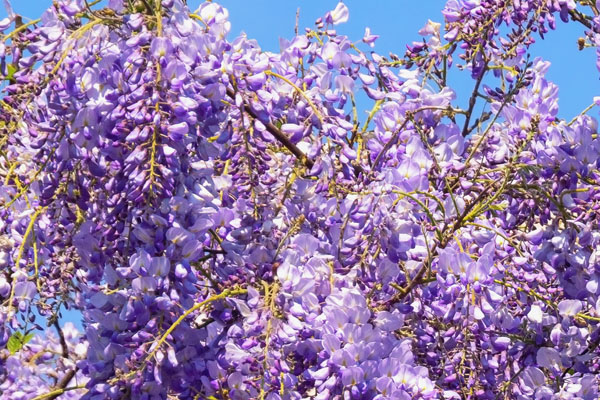 Wisteria