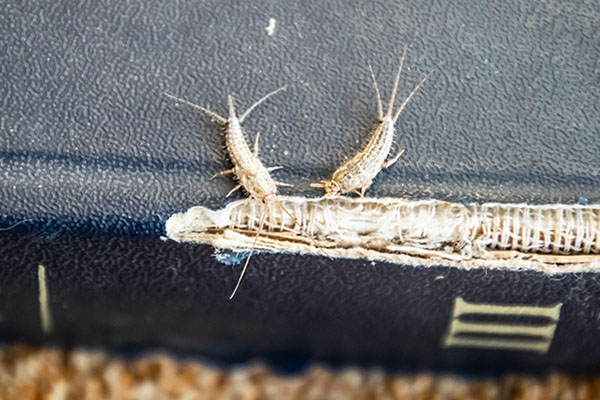 Zwalczanie rybików cukrowych w domu